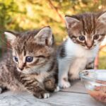 Alimentation naturelle chatons