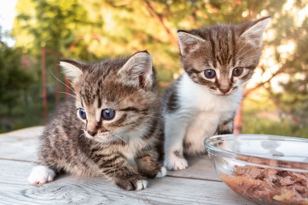 Alimentation des chatons, une alimentation saine pour des chats en bonne santé