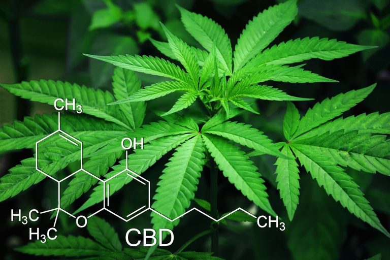 Quelles sont les vertus du cannabis thérapeutique ?