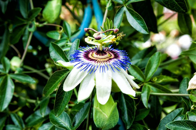 Passiflore et le passiflora composé son dérivé homéopathique