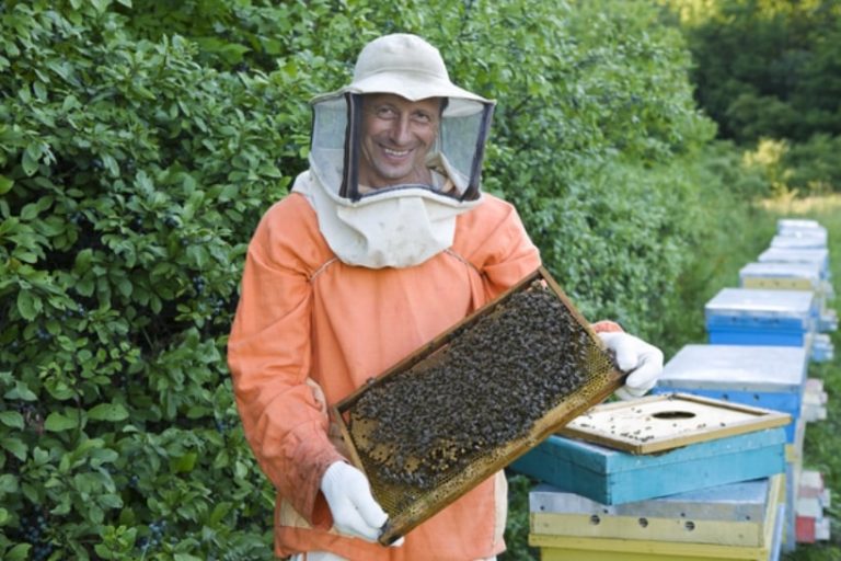 L’apithérapie, quand les produits issus des abeilles nous soulagent