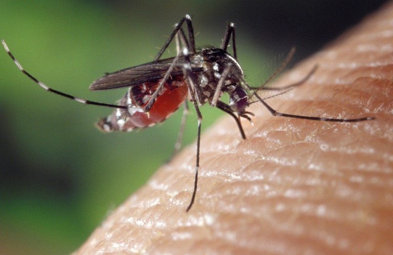 Pourquoi les moustiques vous attaquent et comment vous en protéger ?
